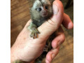 maimute-marmoset-crescute-acasa-sunt-disponibile-small-0