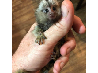 Maimuțe marmoset crescute acasă sunt disponibile