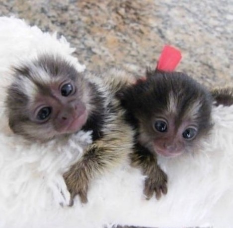 maimute-marmoset-masculi-si-femele-de-vanzare-big-0