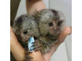 maimuta-marmoset-fermecatoare-disponibila-spre-vanzare-small-0