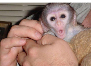 Adorabilă maimuță capucină pentru adopție
