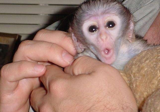 adorabila-maimuta-capucina-pentru-adoptie-big-0