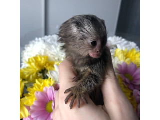 Maimuță marmoset super adorabilă disponibilă