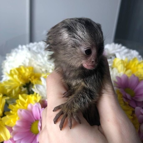 maimuta-marmoset-super-adorabila-disponibila-big-0