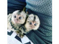 frumoasa-maimuta-marmoset-pentru-adoptie-small-0