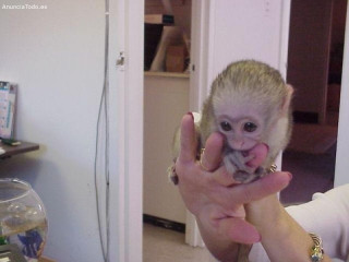 Drăguțe și adorabile maimuțe capucine pentru adopție