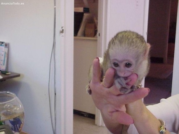 dragute-si-adorabile-maimute-capucine-pentru-adoptie-big-0