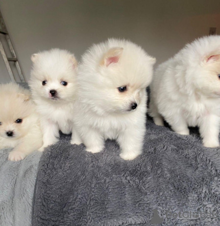 pomeranian-toy-pufosi-vaccinati-deparazitati-big-0