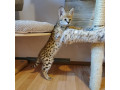 pisicute-frumoase-serval-si-f1-savannah-disponibile-small-0