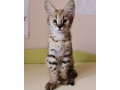 pisicute-frumoase-serval-si-f1-savannah-disponibile-small-1