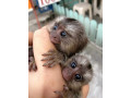 maimute-marmoset-masculi-si-femele-disponibile-small-2