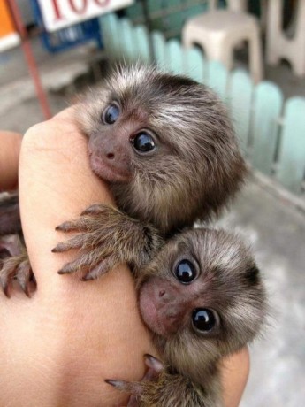maimute-marmoset-masculi-si-femele-disponibile-big-2