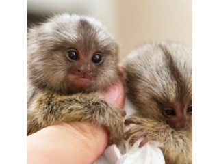 Maimuță marmoset pigmeă disponibilă