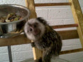 uimitoare-maimute-marmoset-de-vanza-small-1