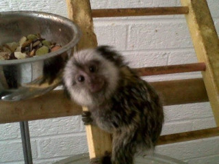 Uimitoare maimuțe marmoset de vânza