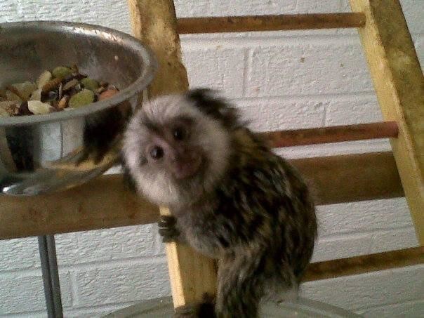 uimitoare-maimute-marmoset-de-vanza-big-1
