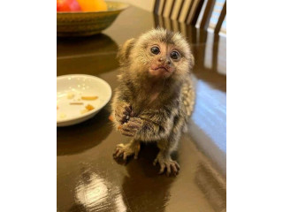 Maimuțe marmoset drăguțe și sănătoase de vânzare