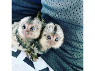 Frumoase maimuțe marmoset mascul și femela de vânzare