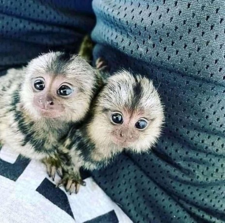 frumoase-maimute-marmoset-mascul-si-femela-de-vanzare-big-0