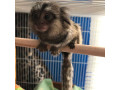 excelenti-masculi-si-femele-maimute-marmoset-de-vanzare-small-1