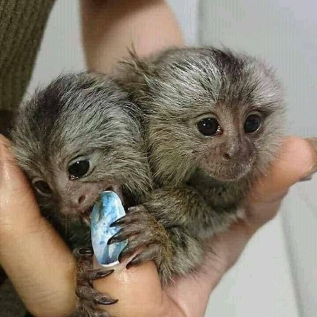 maimute-marmoset-fermecatoare-sunt-disponibile-big-0