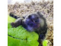 maimute-marmoset-afectuoase-gata-de-plecare-small-1
