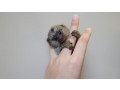 maimuta-marmoset-pigmea-disponibila-small-1