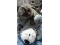 maimute-marmoset-pigmee-de-vanzare-small-1