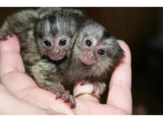 Maimuțe marmoset disponibile