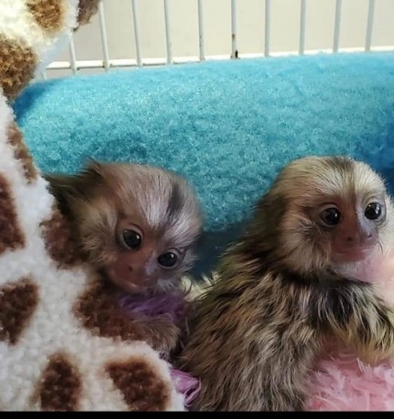 2-maimute-marmosets-disponibile-acum-big-1