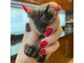 pui-de-maimuta-marmoset-pentru-adoptie-small-0