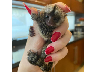 Pui de maimuță marmoset pentru adopție