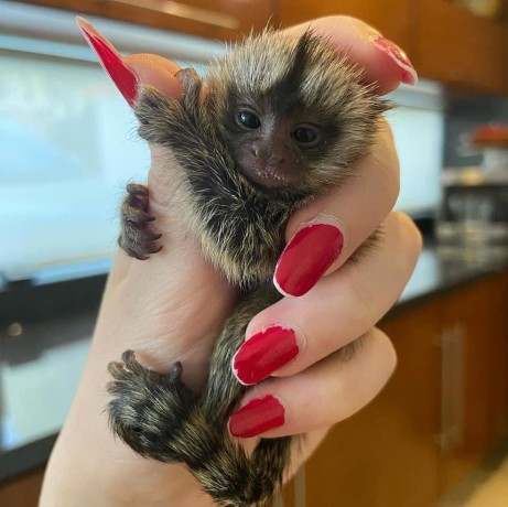 pui-de-maimuta-marmoset-pentru-adoptie-big-1