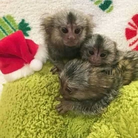 maimute-marmoset-sanatoase-sunt-disponibile-big-1