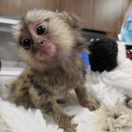 superbe-pui-de-maimuta-marmoset-de-vanzare-big-1