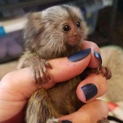 maimute-marmoset-adorabile-disponibile-big-1