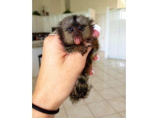 Pui de maimuță marmoset cu degete sănătoase de vânzare