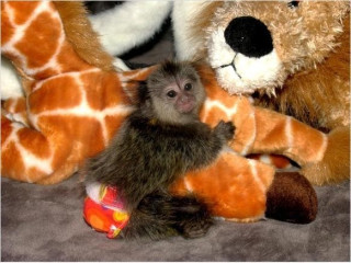 Pui de maimuță marmoset cu degete inteligente de vânzare