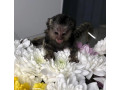 maimute-marmoset-masculi-si-femele-disponibile-small-1