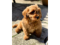 beautiful-cavapoochon-puppy-available-small-1
