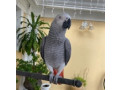 adorabil-papagal-gri-african-disponibil-small-0
