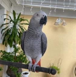 adorabil-papagal-gri-african-disponibil-big-0