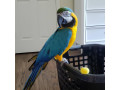 frumos-papagal-macaw-auriu-disponibil-small-1