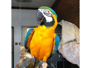 Frumos papagal macaw auriu disponibil.
