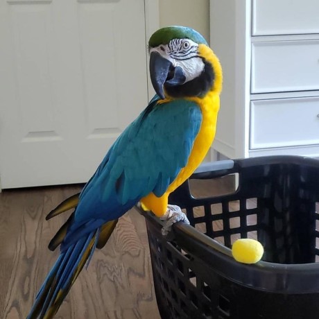 frumos-papagal-macaw-auriu-disponibil-big-1