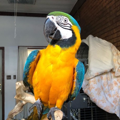 frumos-papagal-macaw-auriu-disponibil-big-0