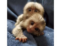 maimute-marmoset-sanatoase-pentru-adoptie-small-1