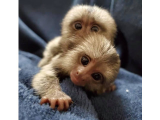 Maimuțe marmoset sănătoase pentru adopție