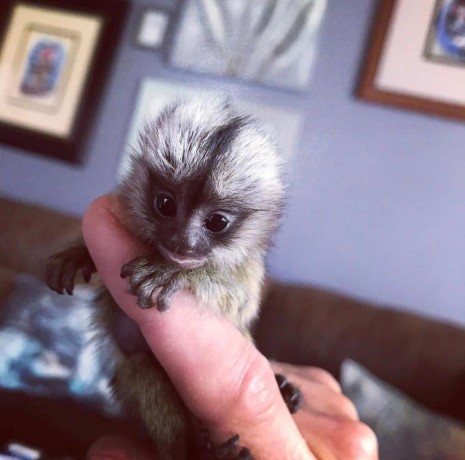 frumoase-maimute-marmoset-disponibile-pentru-adoptie-big-1