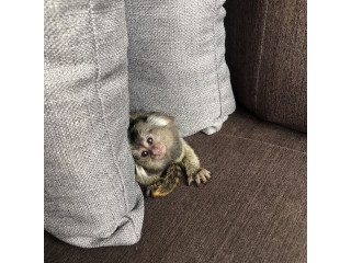 Maimuță marmoset fermecătoare disponibilă